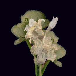 Blomma I