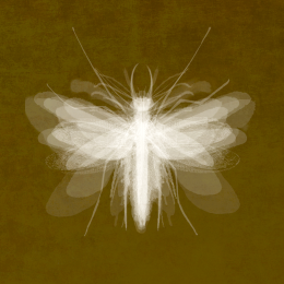 Insect IV