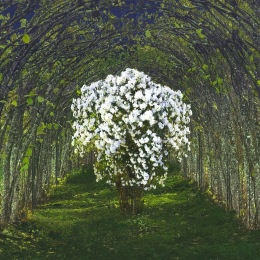 Lost Garden