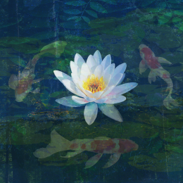 Lotus damm2