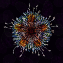 Mandala I