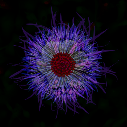 Mandala II kopiera