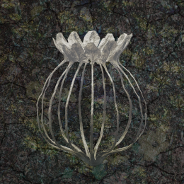 Uterus III