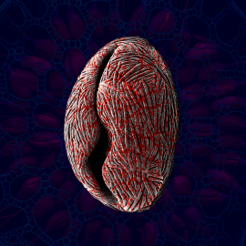 Uterus IV