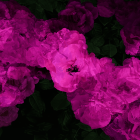 rosor VII_2